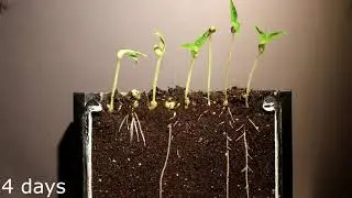Growing Bean Time Lapse. 4K Time lapse, slow motion, 8k video