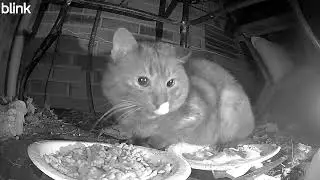 Wow - There's Another Cat!