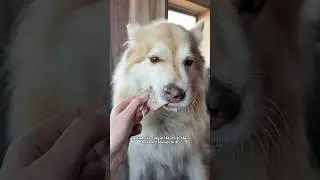 День из жизни ГРИМ 🐾 на #Шпицбергене