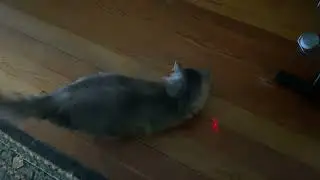 Cat loves this activity
