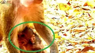 So Pity ! Poor Barbi hide cry near milk| Barbi hungry cry request mom for milk| Why duchess ignore.