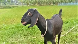 Goat Sounds | Natural Goat Screaming | Real Voice of Black Goat ||