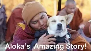 Aloka (means Light & Clarity) Walks in Mindfulness: The Dog Who Learned Peace from Buddhist Monks.