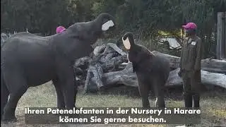 Das CARE FOR ELEPHANTS-Programm von Future For Elephants für die ZEN-Elefanten-Nursery in Simbabwe