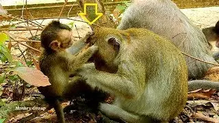Wow...Sweetie baby Lola was groomed monkey Tara, Very clever baby monkey Lola