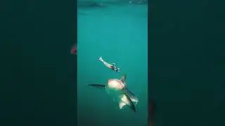 NLBN: Cobia Eats 5&rdquo; Paddle Tail