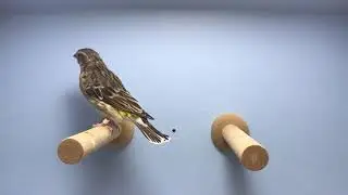 Female-black throated canary