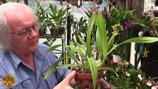 My Sunday Orchid Chat - Sometimes, You REALLY Need to Check Your Orchids