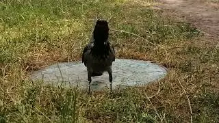 Ворона Брутта зовёт самца на помощь, но он не слышит / Female crow Brutta calls for her mate