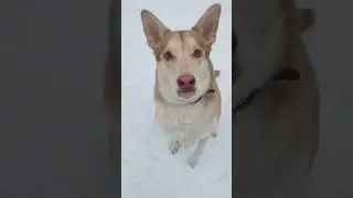 не понял 😳 #cat #dog #pets #live #life #жизнь #rils #love #юмор #прикол #humor #funny