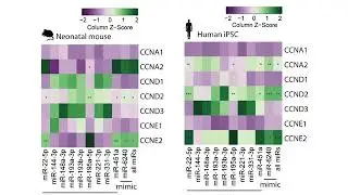 Transcriptomic Regulation of Cardiac Regeneration