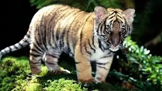 Tiger videos||cute tiger||animals||forest #tigervideos#cutetiger#cuteanimals#youtube
