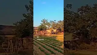 #farming #lovemusic #dance #lovesong #pawarholakhalidhobijatimere #song