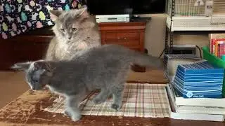 Cat disciplining kitten!