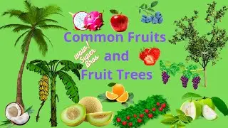 Common Fruits and Fruit Trees  for Kids/ Common Fruit Name for Toddler/Kids Video