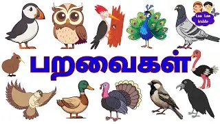 பறவைகள் பெயர்கள்/Birds Name in Tamil/Learn Tamil for kids & Children/Educational Learning Videos