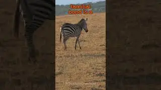 Zebra Behavior and Social Structure | The Wild Animal Facts