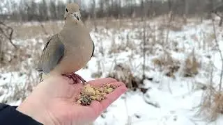 Hand-feeding Birds in Slow Mo - Chickadees, Tufties, Downy Woodpecker, Mourning Dove 