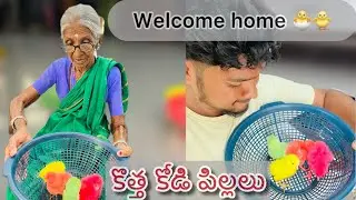 కొత్త కోడి పిల్లలు in our home 🏠 #nanamma #reaction #funny #vlog #nenumenandhu
