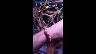 Cute corn snake bracelet (͡ ͡&deg; ͜ つ ͡͡&deg;)