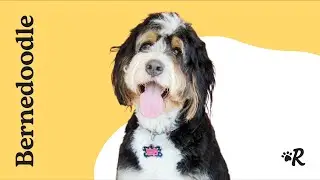 Bernedoodle Dog Breed Guide: Everything About Bernese Mountain Dog & Poodle Mix | Rover