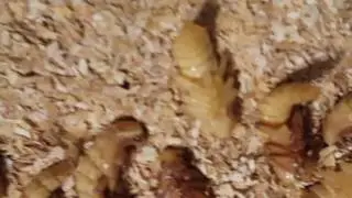 Breeding Superworms pupae stage