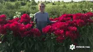 Red red rose peony. Ред ред роуз пион. Пулков сад (2022 г)