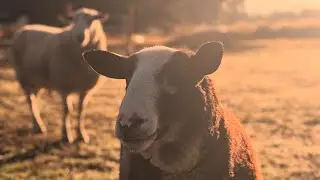 Spring Season is Coming = BABY LAMBS!! #lambing #animalshorts #farmlife #sheepfarming #sheeptalk 