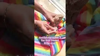Treating Scarlet&rsquo;s respiratory infection #beardeddragon