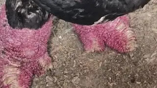 Giant Dong Tao chicken legs, a rare breed of chicken fit for kings. nature video music video