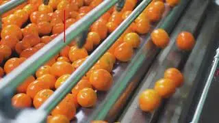 Food Safety | Decco - Post Harvest Solutions By UPL