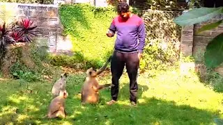 colobines monkey langur eating food.Gray Langur Monkey Video Footage