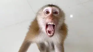 Monkey DouDou Get Very Excited When Mom Come From Outside