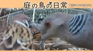 【庭の鳥の日常】(26,01,29) また寒波が来るみたい