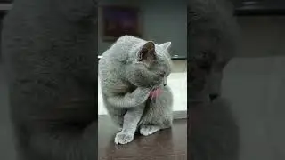cats see us# как нас видят кошки.