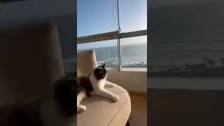 If you&rsquo;re a small content creator try this sound&hellip; #michi #cat #gatos #shorts #sunset #shortvideo