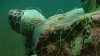 Fishing Threat to Turtle Population | Saving Turtles | BBC Studios