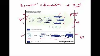 UPSC 2025 SERIES : BIOACCUMULATION VS BIOMAGNIFICATION