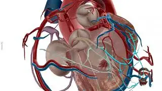 Function of Heart Electric impulse SA node AV node physical education examination