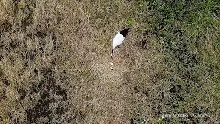 Японский журавль (Grus japonensis) - Red-crowned Crane | Film Studio Aves