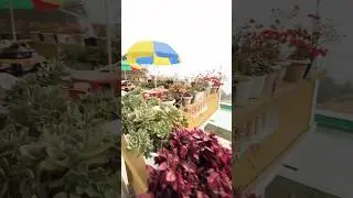 Lyrical video #lyrics #flowers #nature #tawang #homestay #decoration #awesome #dhanjit