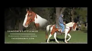 Chestnut Tennessee Walker (TWHBEA) For Sale (Show/Trail/Field Trial)