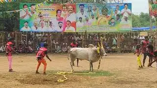 மேலமாகாணம் வடமாடு மஞ்சுவிரட்டு 2025 | Karaikudi Vadamadu Manjuvirattu 2025 | krishvavlogs