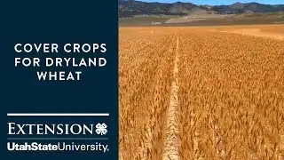 Do Cover Crops Work in  Dryland Organic Wheat