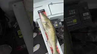 Ogromny sandacz na spinning 90cm nowe PB #beautiful #fishing #jezioro #westinfishing #sandacz