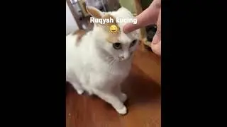 Ruqyah kucing emang ada gaes ? 😁😁😁  #fyp #catlovers #viralshorts