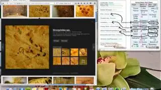 Google Image search parasite:Strongyloides