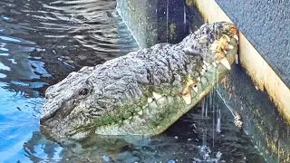 Florida EVERGLADES Camping Trip - Flamingo Kayak Fishing