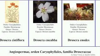 Angiospermae, orden Caryophyllales, familia Droseraceae montana sol sect occidentalis bicolor secc