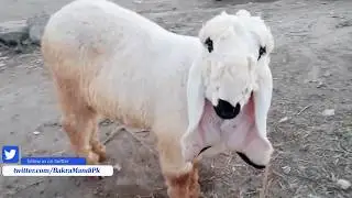 Lahore Bakra Mandi Latest Visit 2018 Kajla Chatra and Mundra Chatra for Qurbani Eid 2018